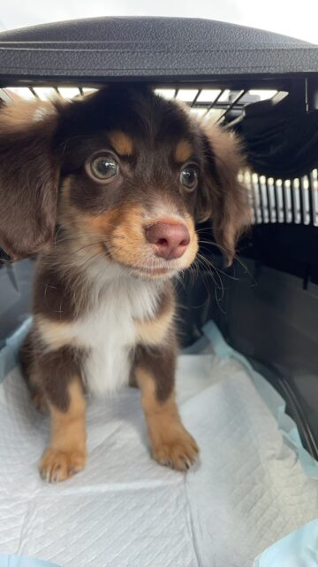 新しい家族兼、看板犬のご紹介！